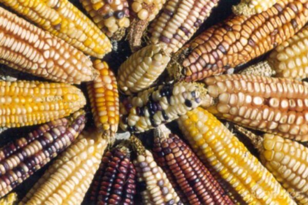 La bataille pour les semences en Amérique latine : comment le piège juridique se referme et comment les peuples réagissent