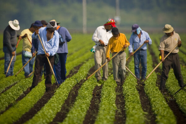 Mexique, États-Unis et Canada : une réalité tragique pour les travailleurs migrants